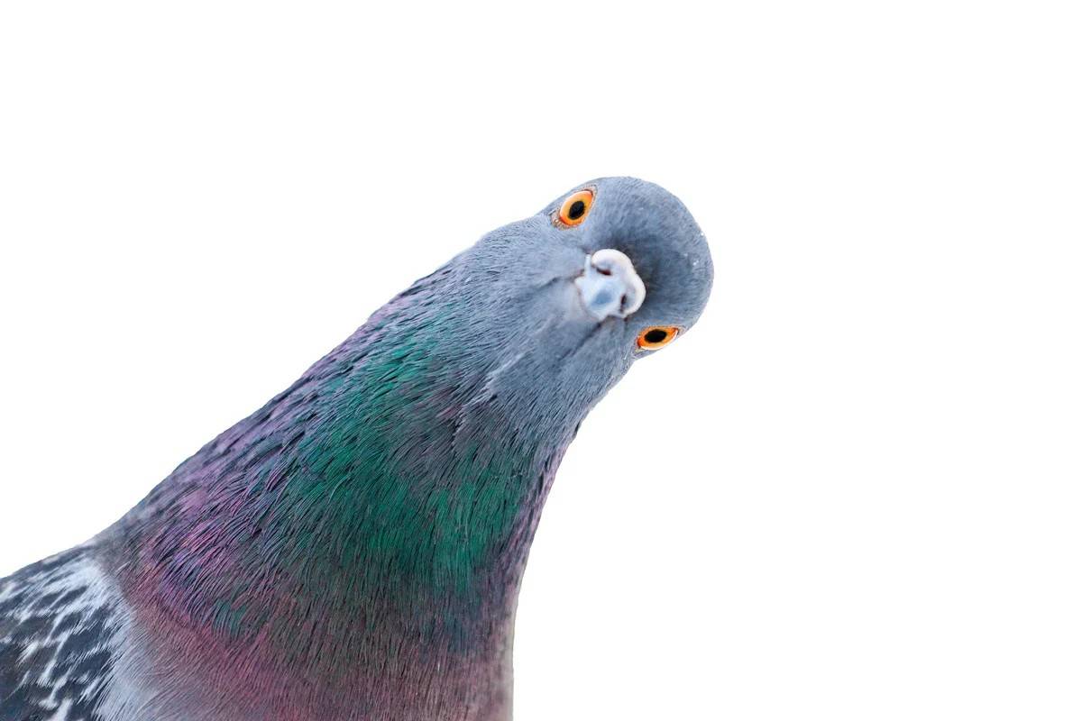 Mouais